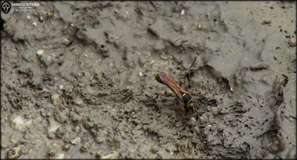 Sphecidae: Sceliphron curvatum, femmina